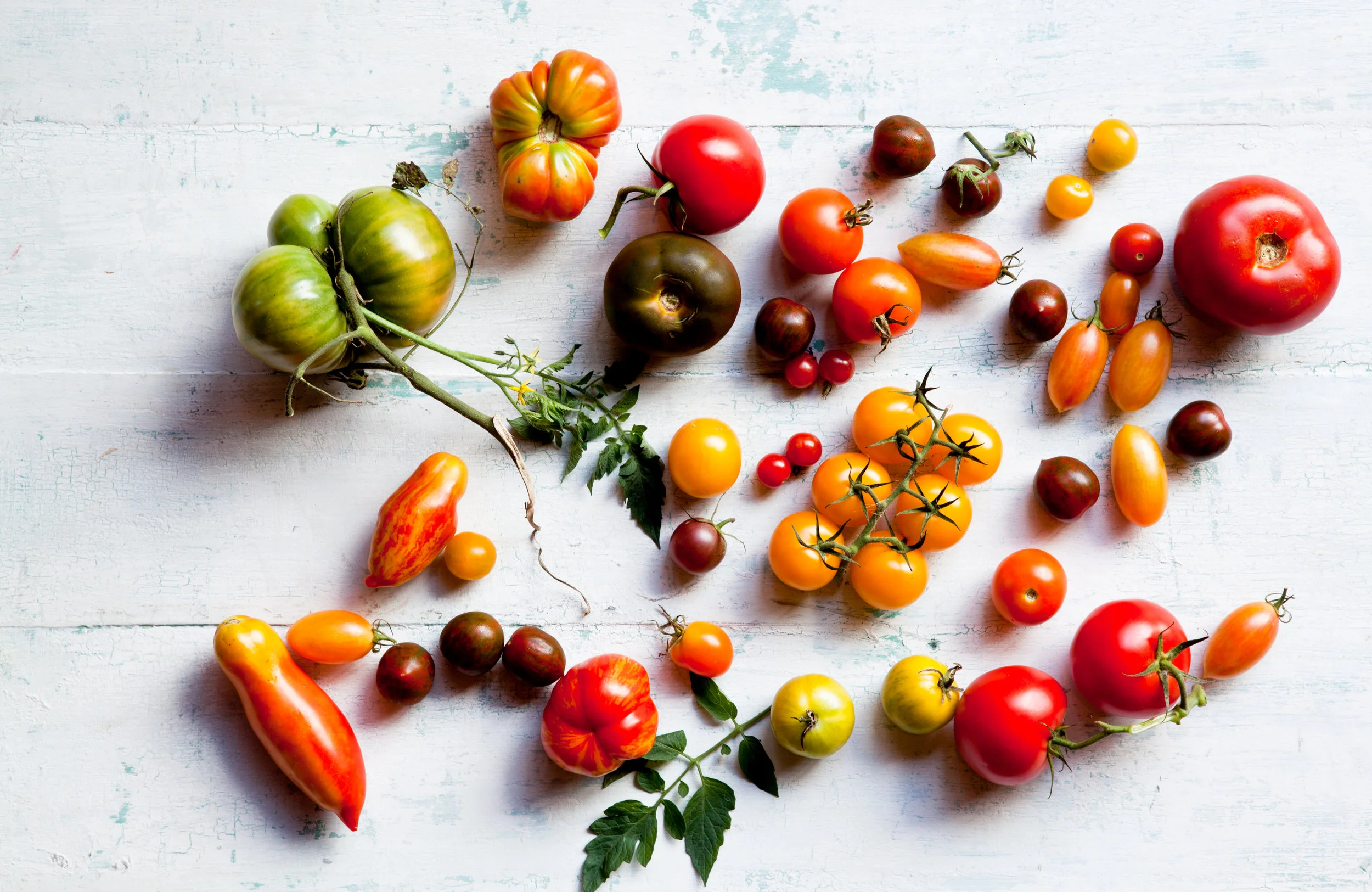Tomato-0485.jpg
