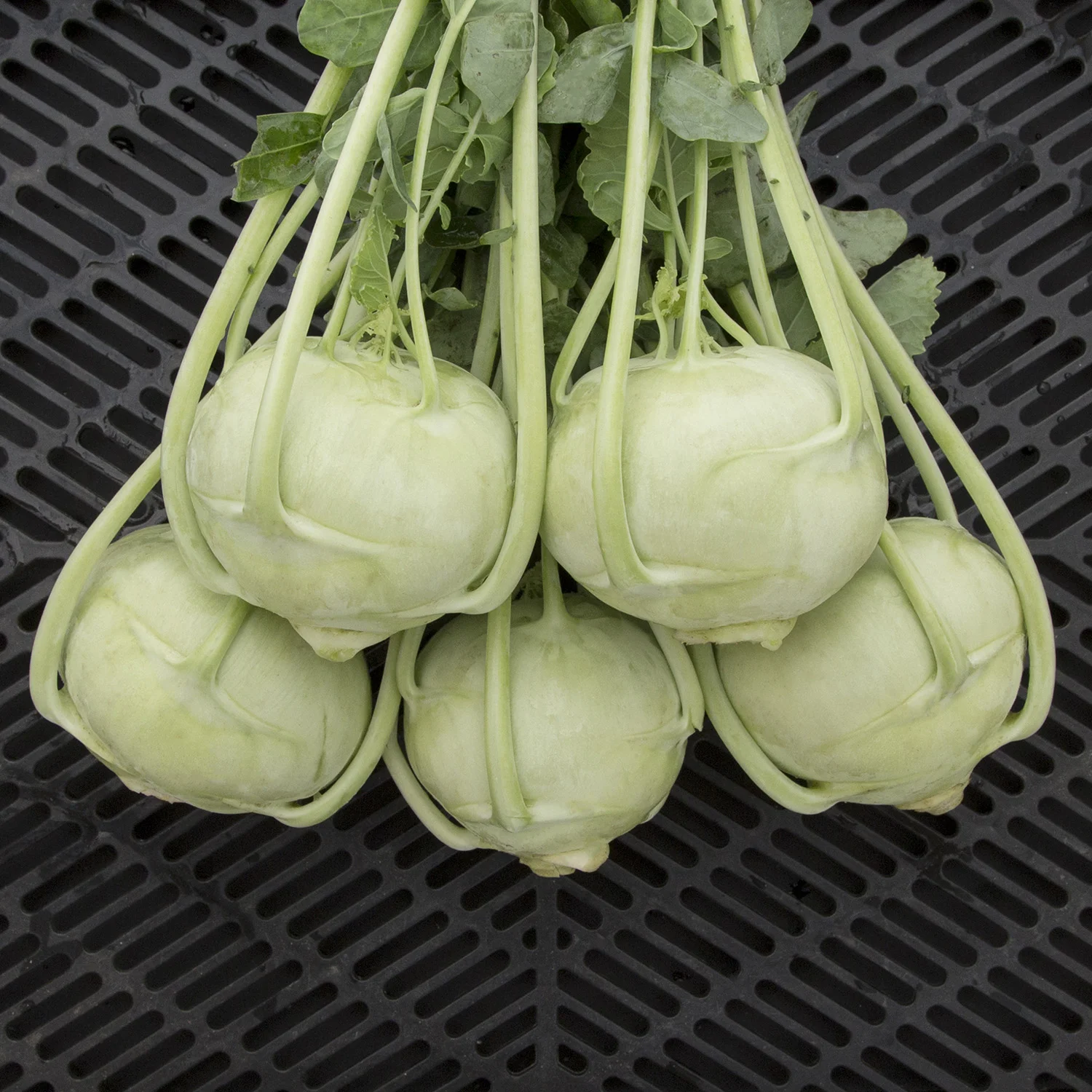 schnell_product_kordial kohlrabi-10-12-17--006.jpg