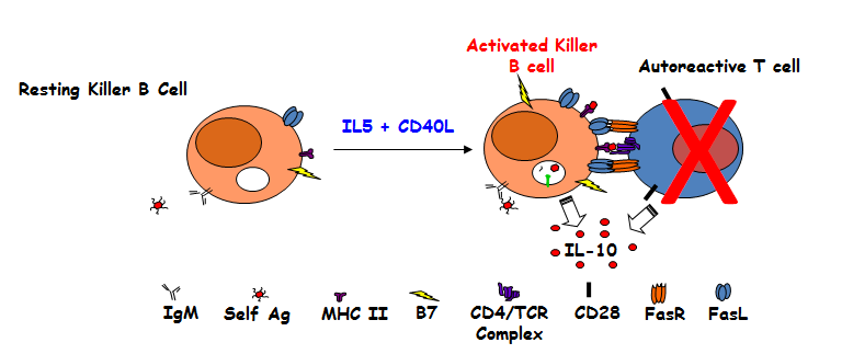 Cartoon of Killer/Regulatory B Cell Interaction with an Autoreactive Th Cell