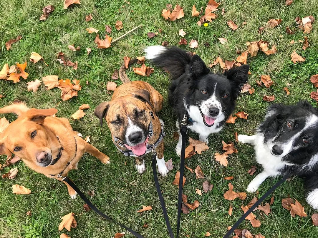 26170928_1553799654689691_4805271744224964613_o (1).jpg