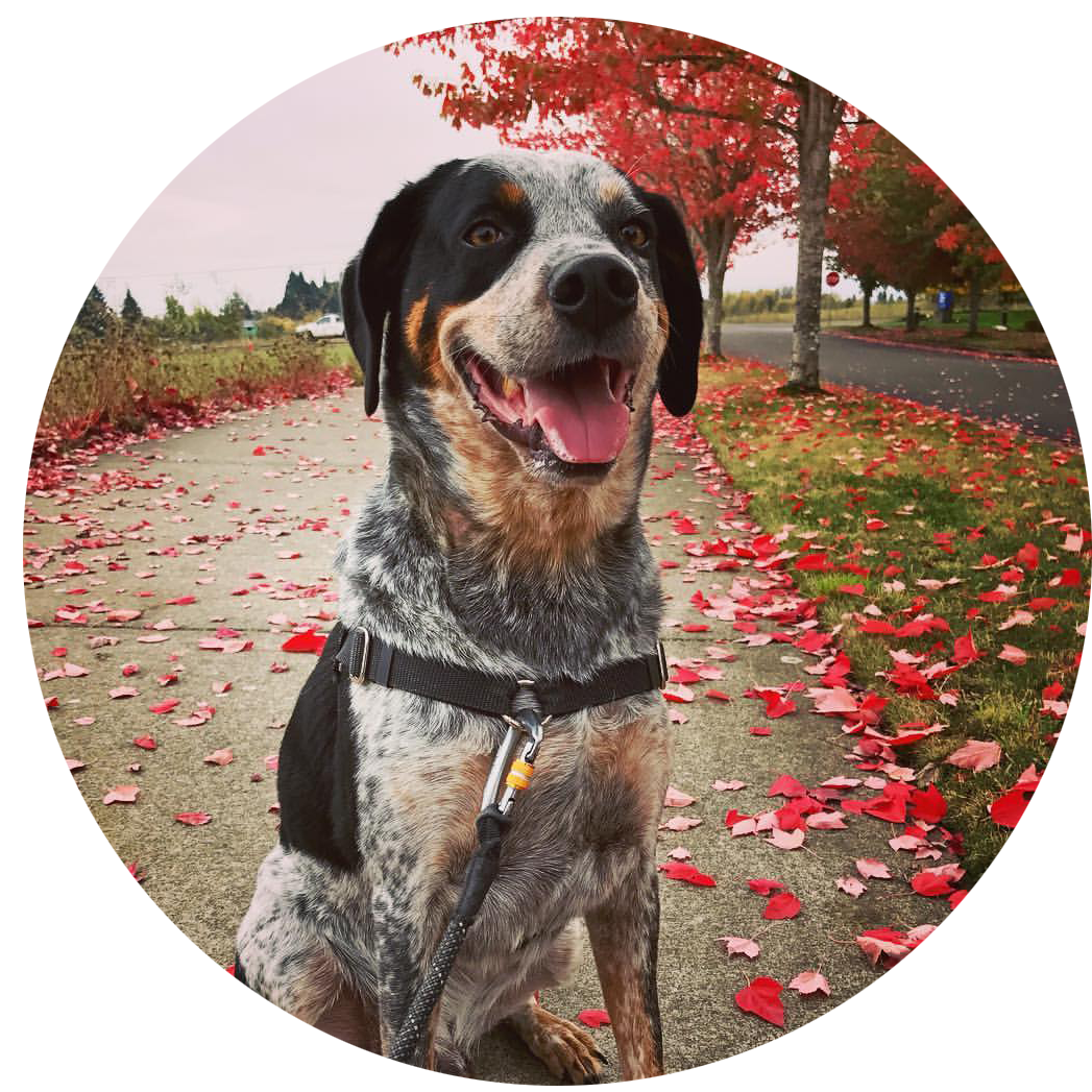 boston-circular.png