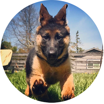 Puppy Playgroup