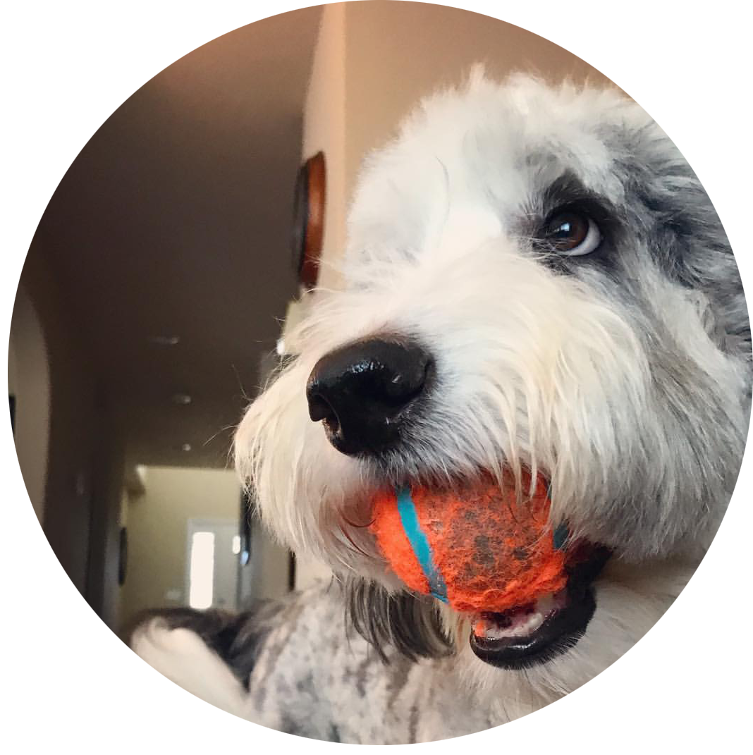 Canine Enrichment Class