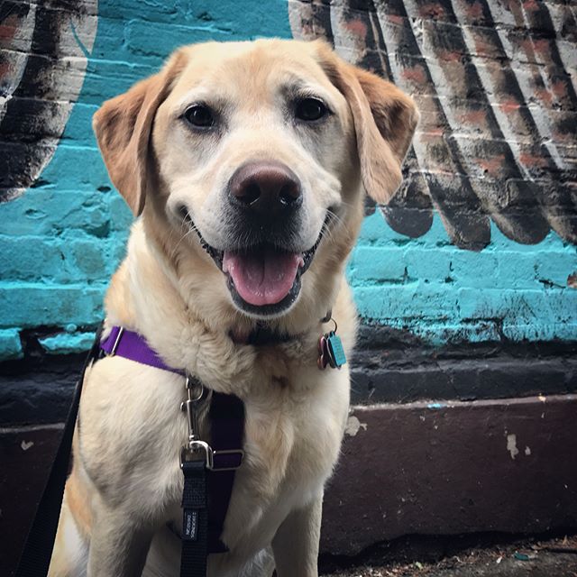 Ellie has been working hard getting use to walking downtown with more foot traffic and dogs. Practicing Settles and Stays during less busy times is setting her up for successful weekends with the parents! #corvallisdogrunner #corvallis #labradorretri
