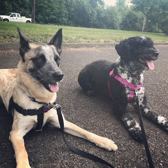 Welcome one of our new hikers, Lola! Pictured here with Belle, they were working on their Down Stays while we got the other hikers ready to go. #corvallis #corvallisdogrunner #downstay #dogadventures #dogtraining #pwdsofinstagram #portuguesewaterdog 