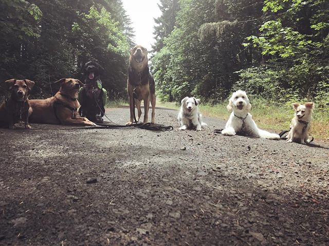 Tails &amp; Trails is today at noon! Check out our FB event page for more info 🐾 #tailsandtrails #oregondogs #pnwdogs #dogfriendly #willamettevalley #corvallis #philomath #hikingwithdogs #adventuredog #packwalk #muttskickbutt #portuguesewaterdog #pw