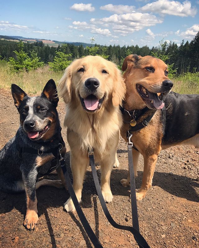 Can you picture your dog here?! We have a couple open spots in our Hiking Hounds program and would love for your dog to become part of our family! We offer hikes Monday- Friday, 2x a day for 45 - 90 mins. Our on-leash hikes are open to dogs of all br