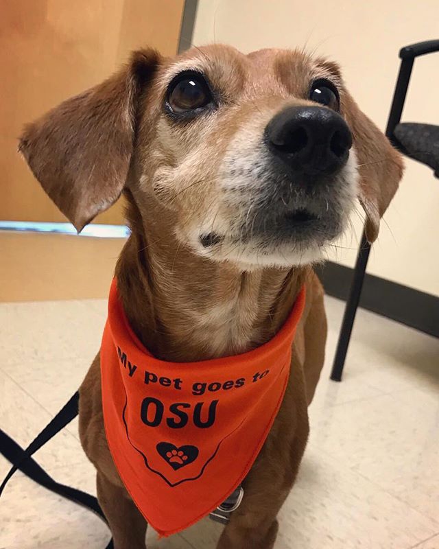 Sable loves going to @oregonstate Vet School to get checkups for her heart condition! Just because we are there for tests doesn&rsquo;t mean it can&rsquo;t be fun for her (dog pro tip: everyone has treats, must find all the treats). Teaching your pet