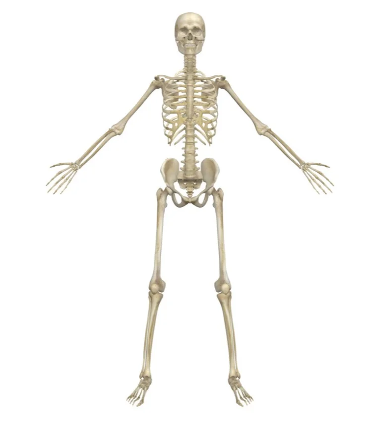 Skeleton