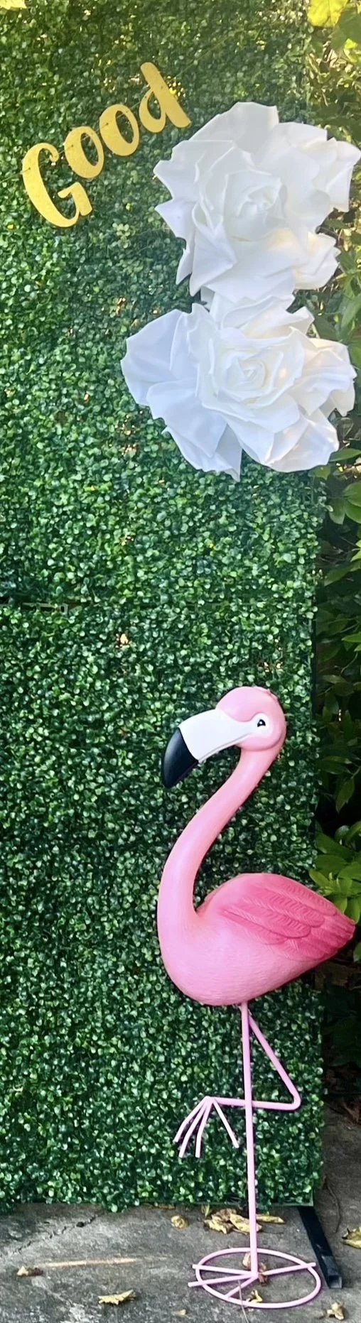 Flamingo 