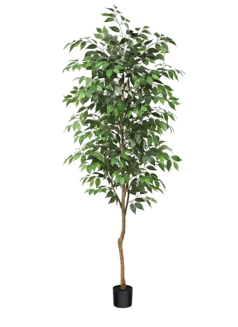 7 ft Ficus Tree 