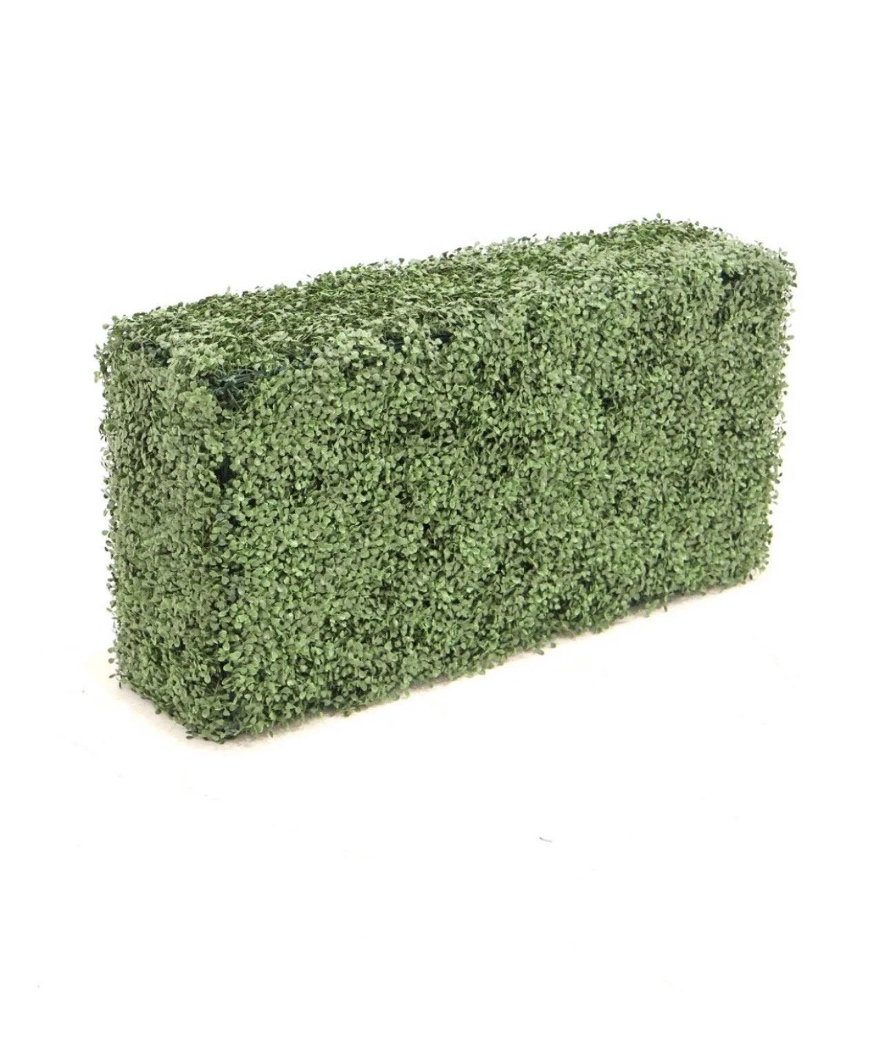 Boxwood Hedge 