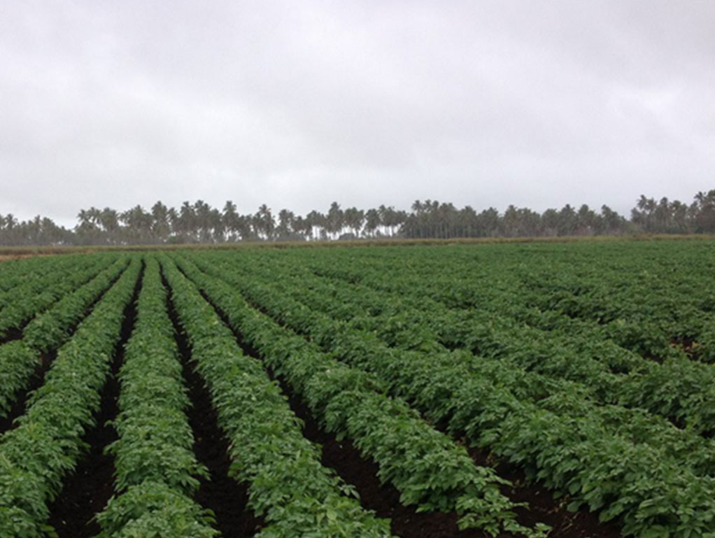 commercial_farming.jpg