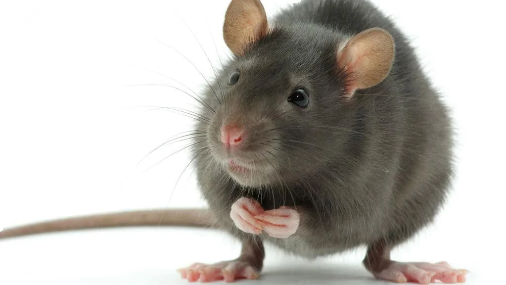 rat 1a.jpg