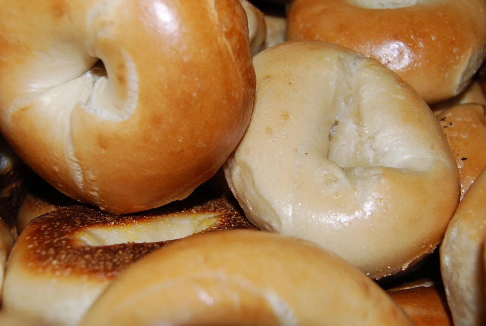 House of Bagels