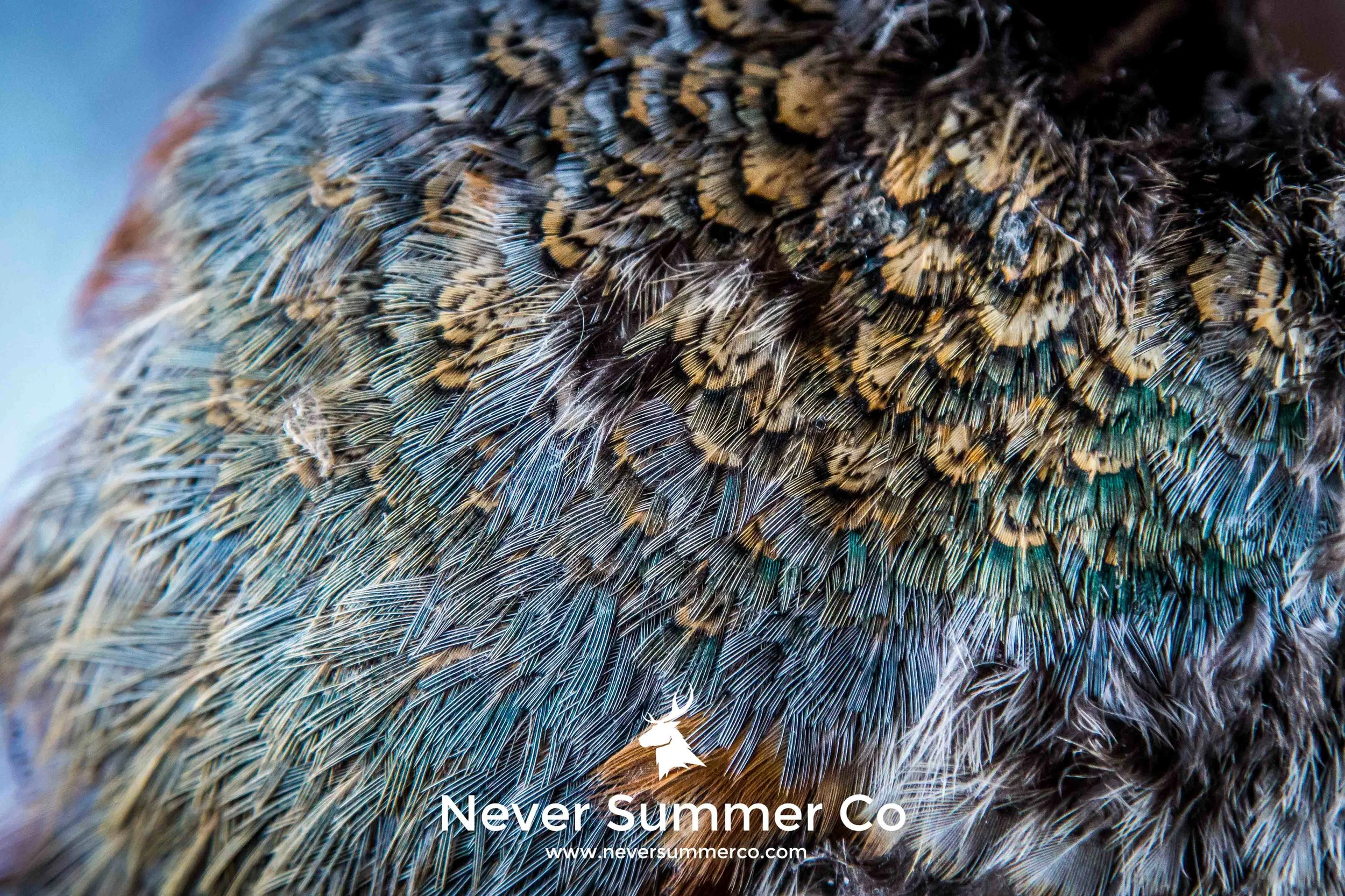 Pheasant feathers-4.jpg