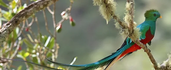 Quetzal.jpg