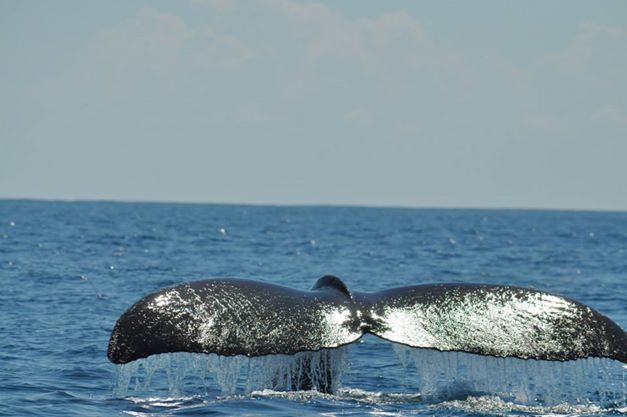 whale.jpg