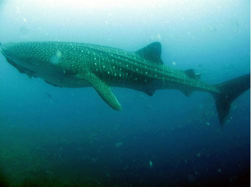 deep blue 3.jpg