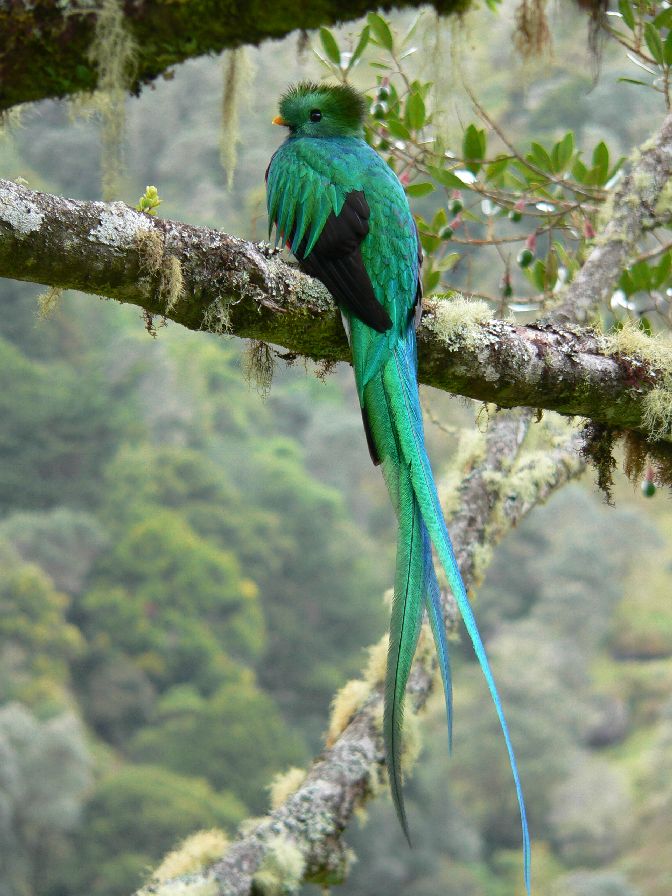 Aves_14.jpg