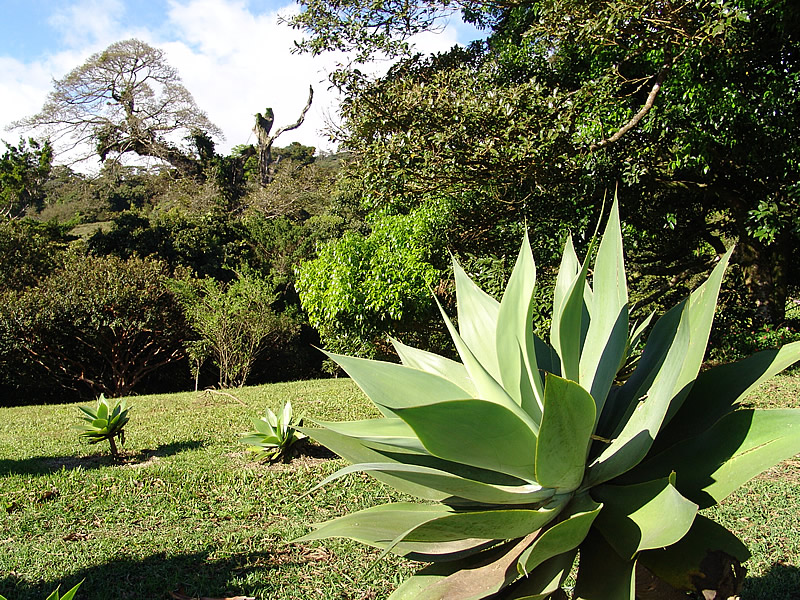 garden.jpg