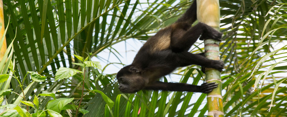 monkey-slider.jpg