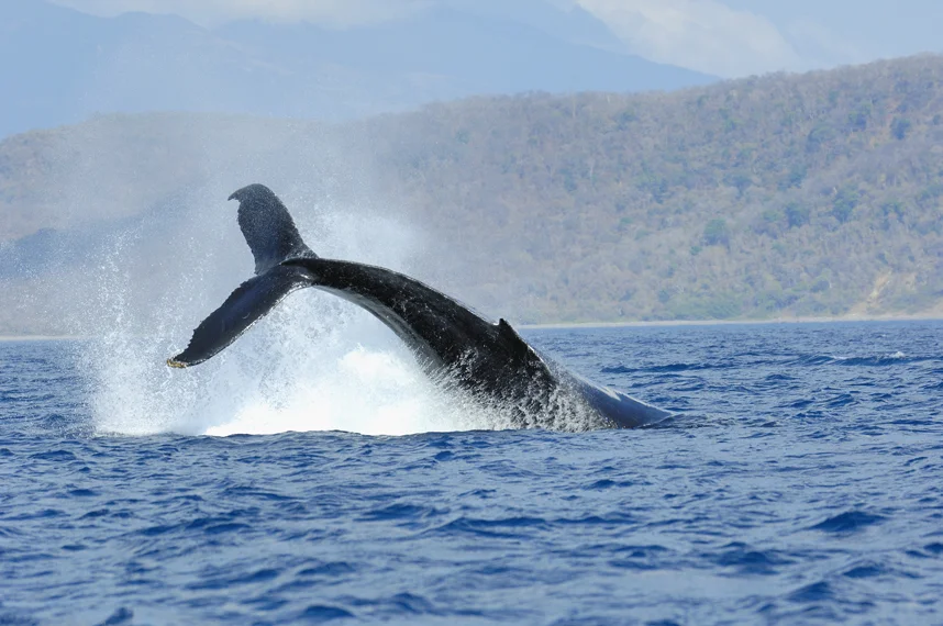 whales la cuisingahotel.jpg