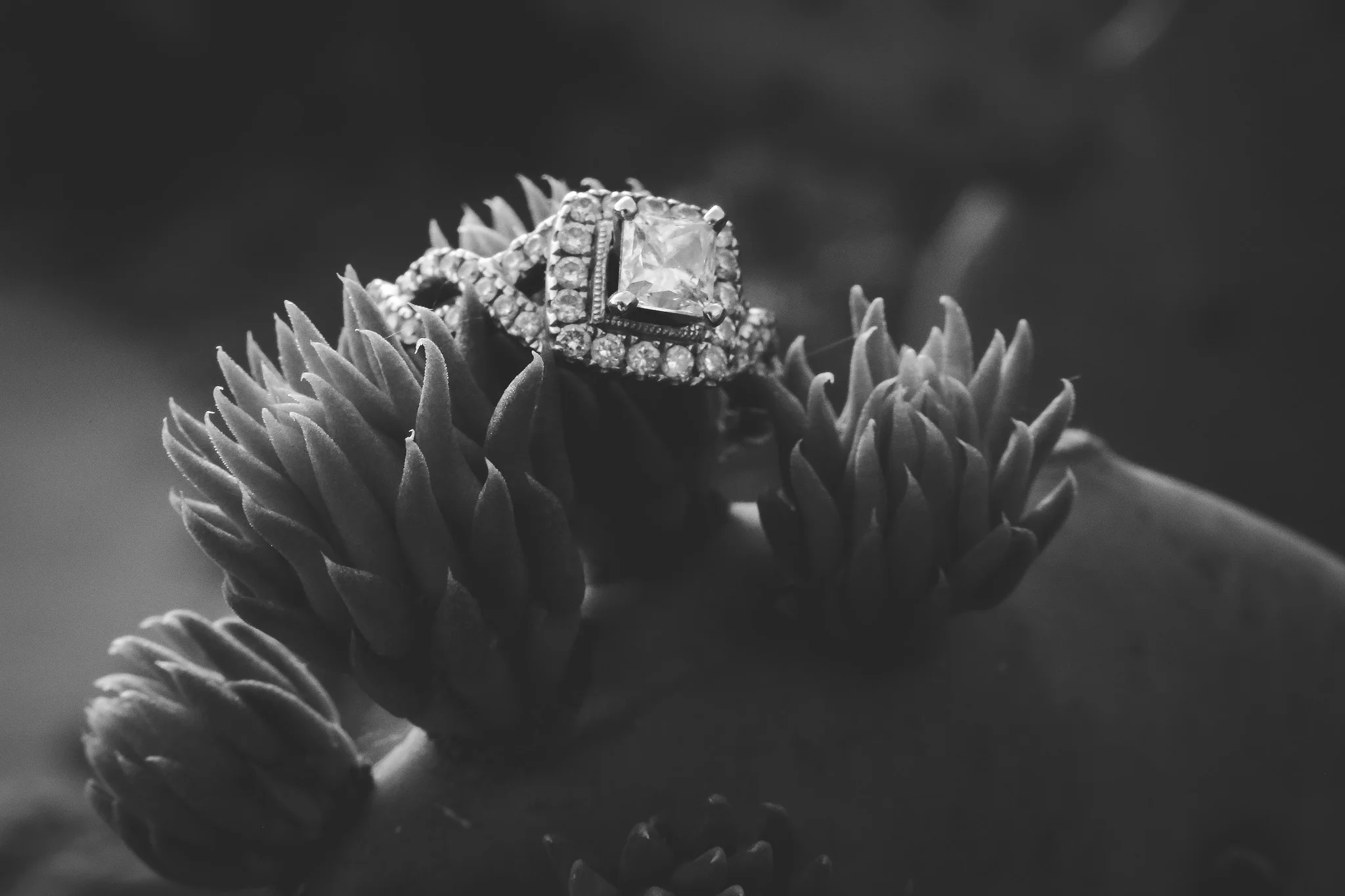 albuquerque-engagement-session-old-town-8314.jpg