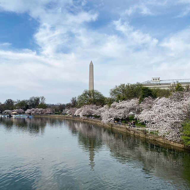 Washington cherry blossoms #spring2020 .
.
.
.
.
.
.
.
.
.
.
.
#dc #cherryblossom #cherryblossoms #washingtondc #tidalbasin #spring #contemplation #pandemic #lookingaround #streetphotography #dcphotography #nationscapital