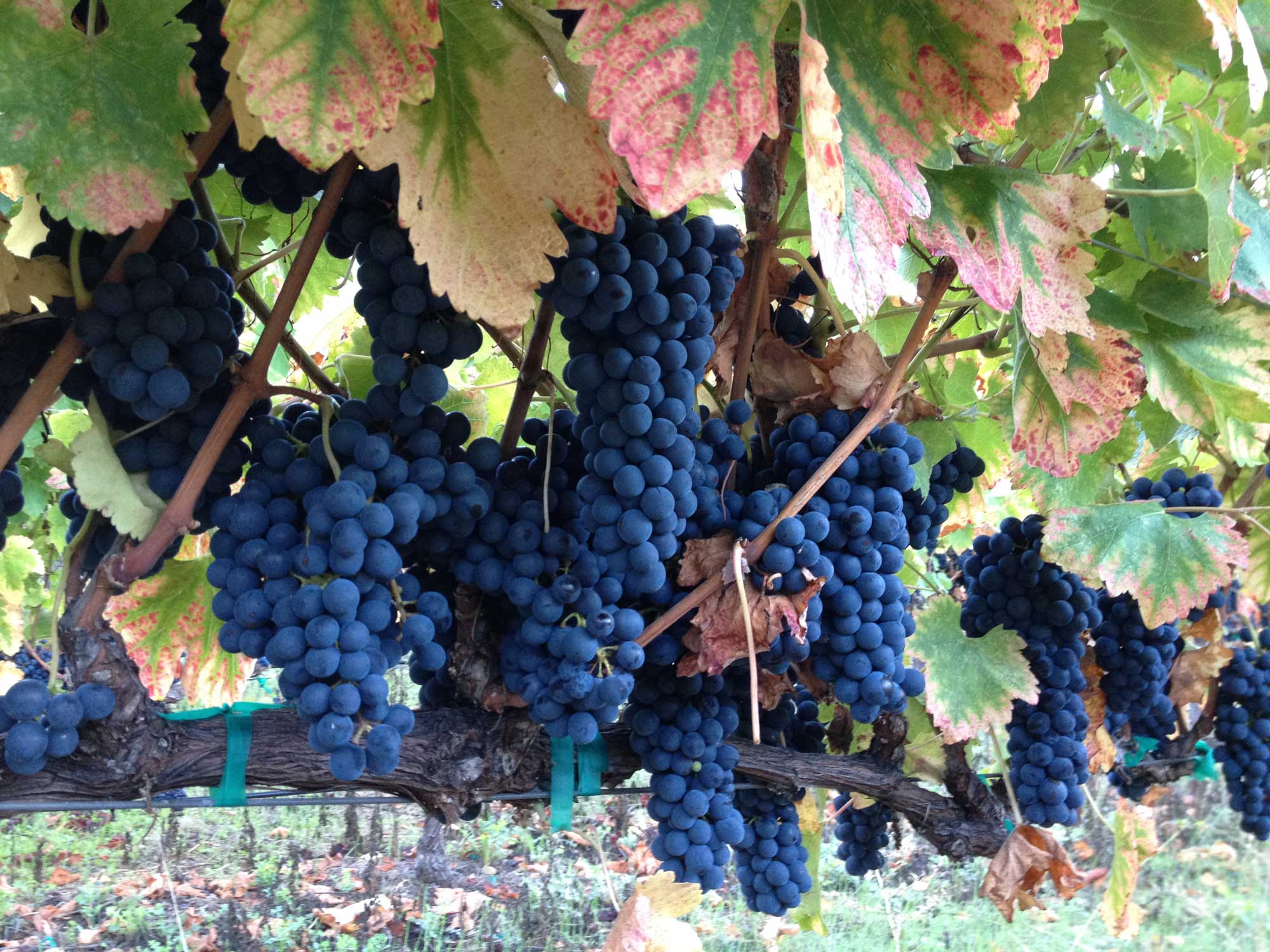 Seven Pillars Syrah on the vine