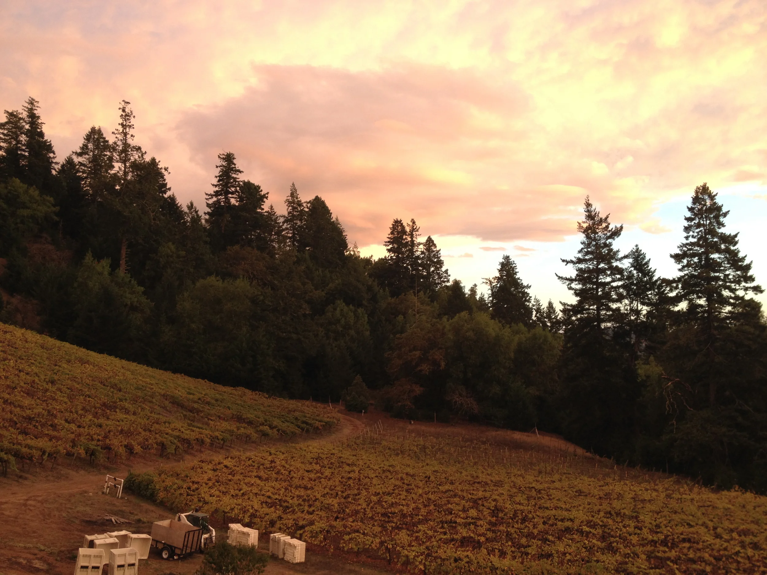  Preparing to pick the Fort Ross-Seaview vineyard at sunrise 