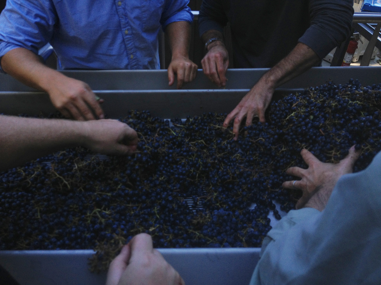  Sorting the fruit before crushing 