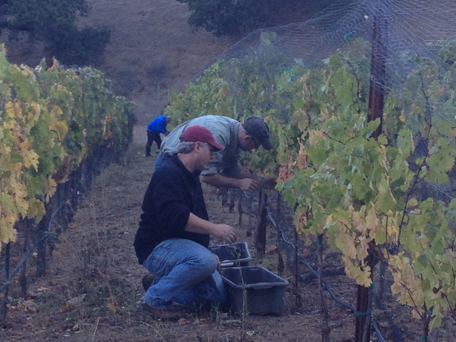  Wayne and crew harvesting our first vintage 