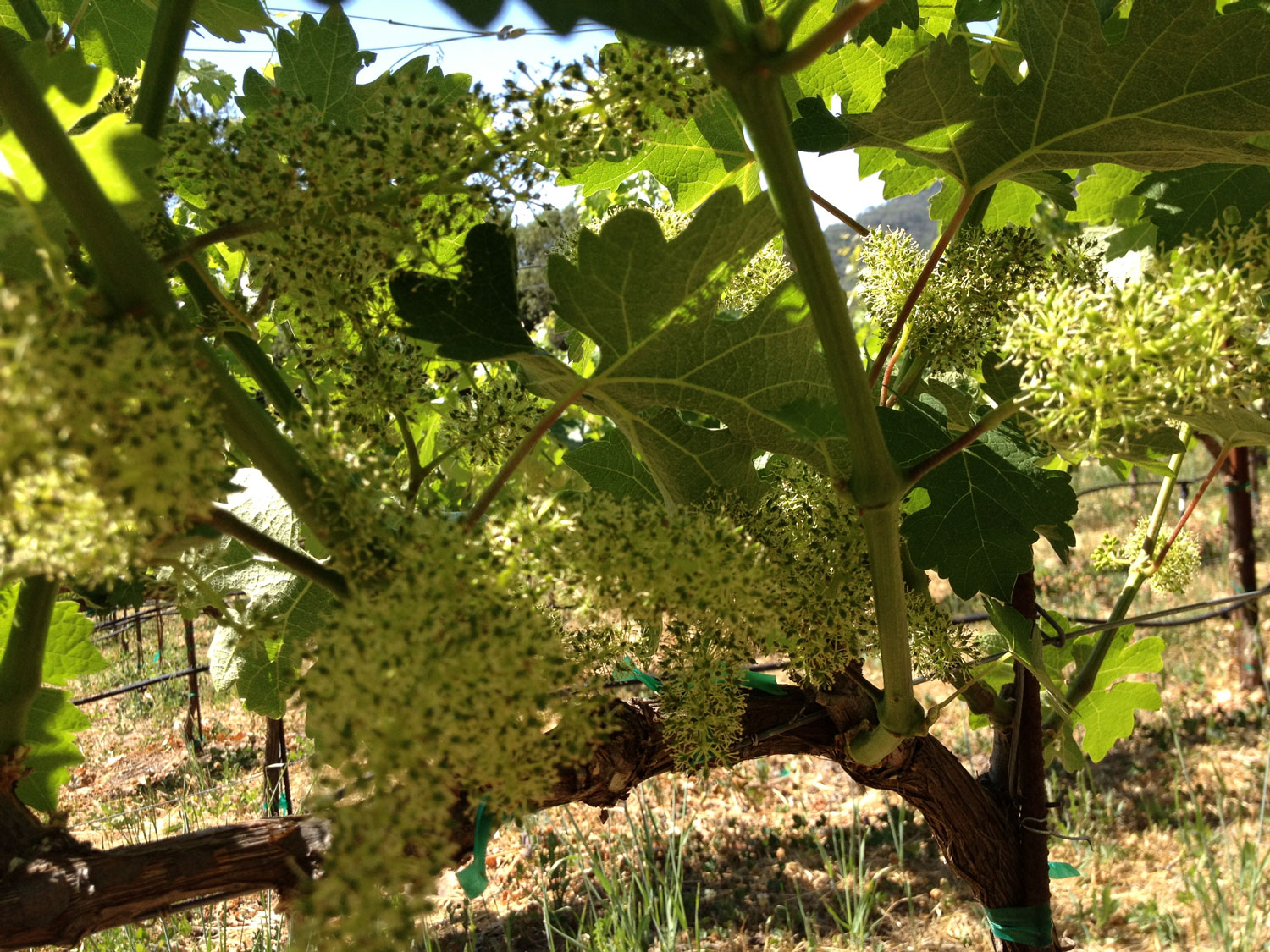  The Meanmouth Cabernet grapes in full blossom stage 