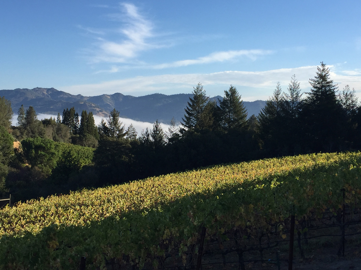  The view east as fog rolls down Napa Valley 