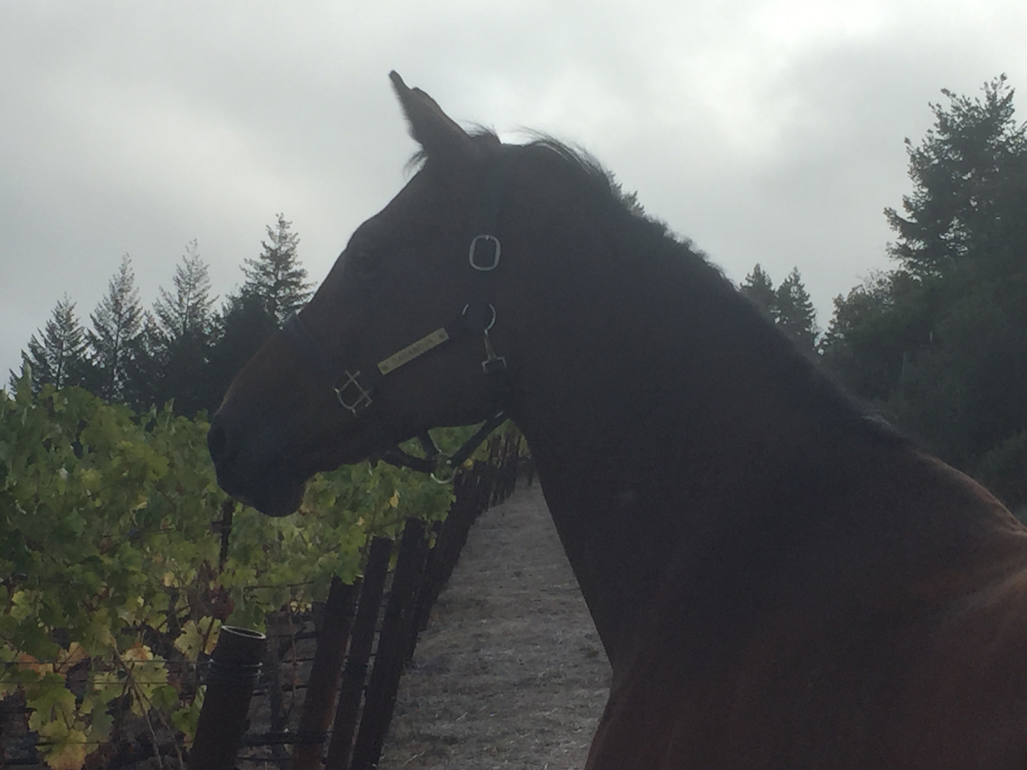  Casanova enjoying a foggy morning at Diamond Mountain 