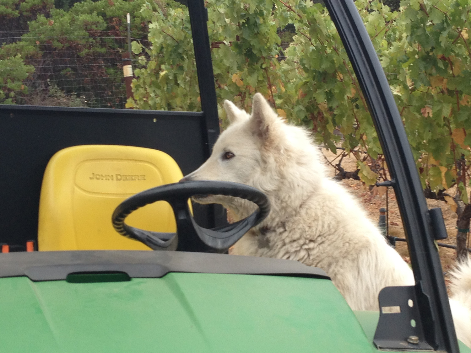 hard-six-cellars-napa-valley-jess-at-work.jpg