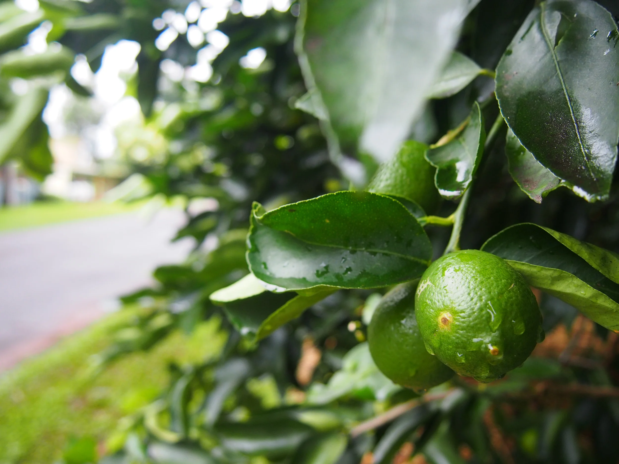 Clithero St. verge grown limes.