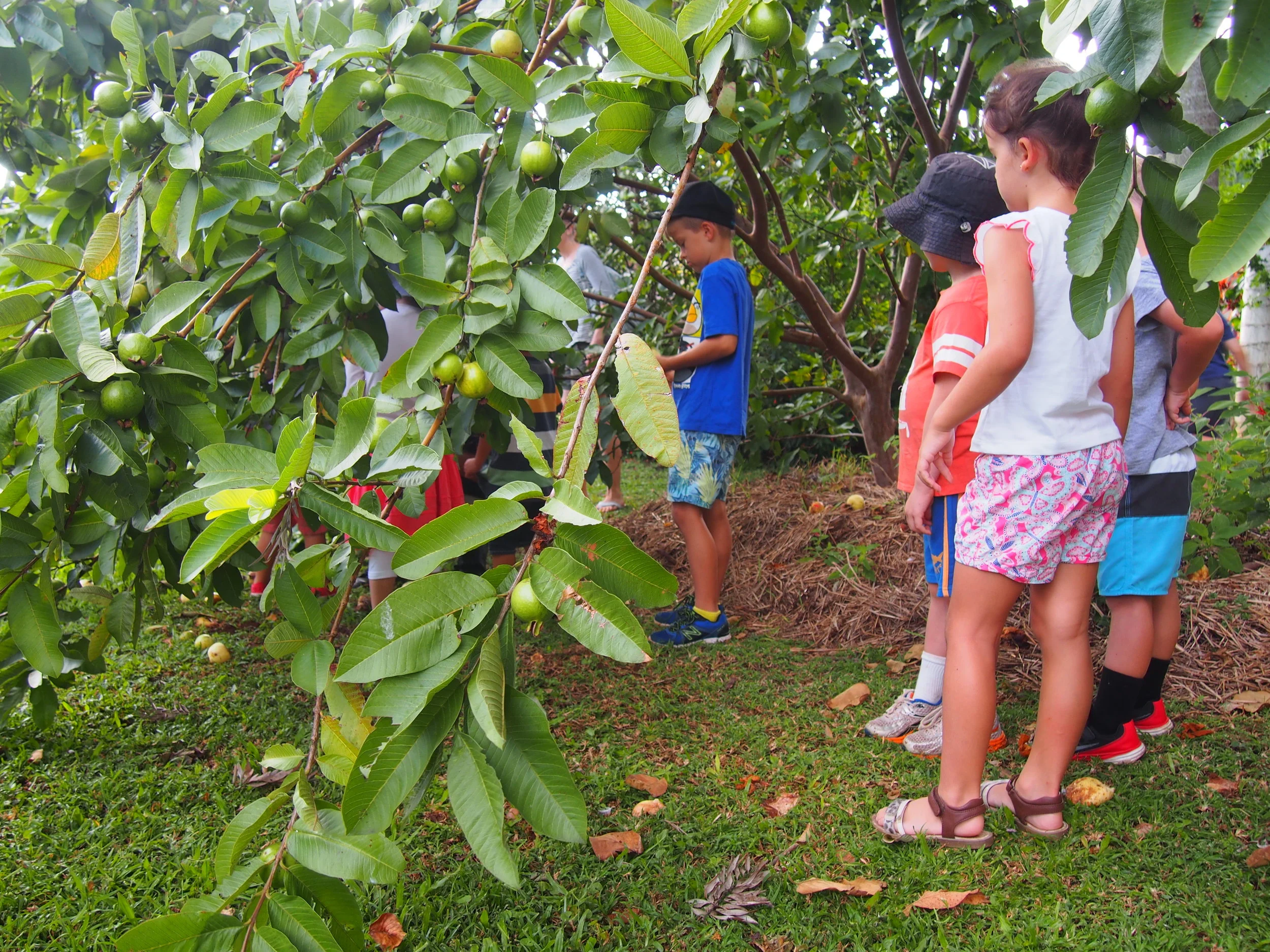 Jnr. urban farmers harvest beautiful guava's from the verge tree. Everyone learns how to pick.