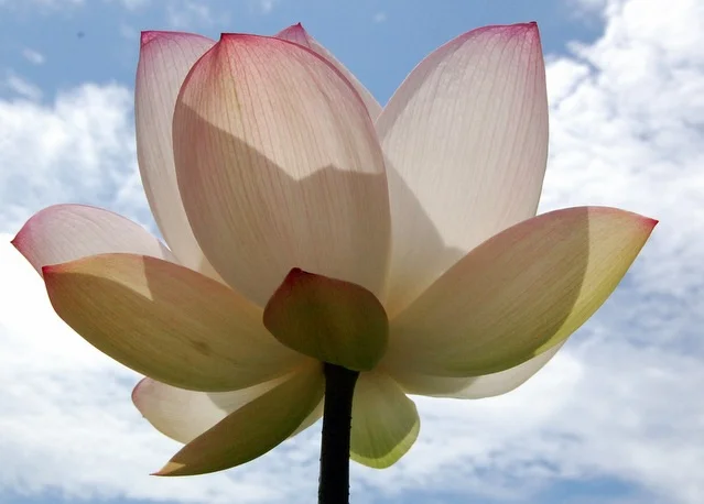 Elena+Lotus+2.jpg