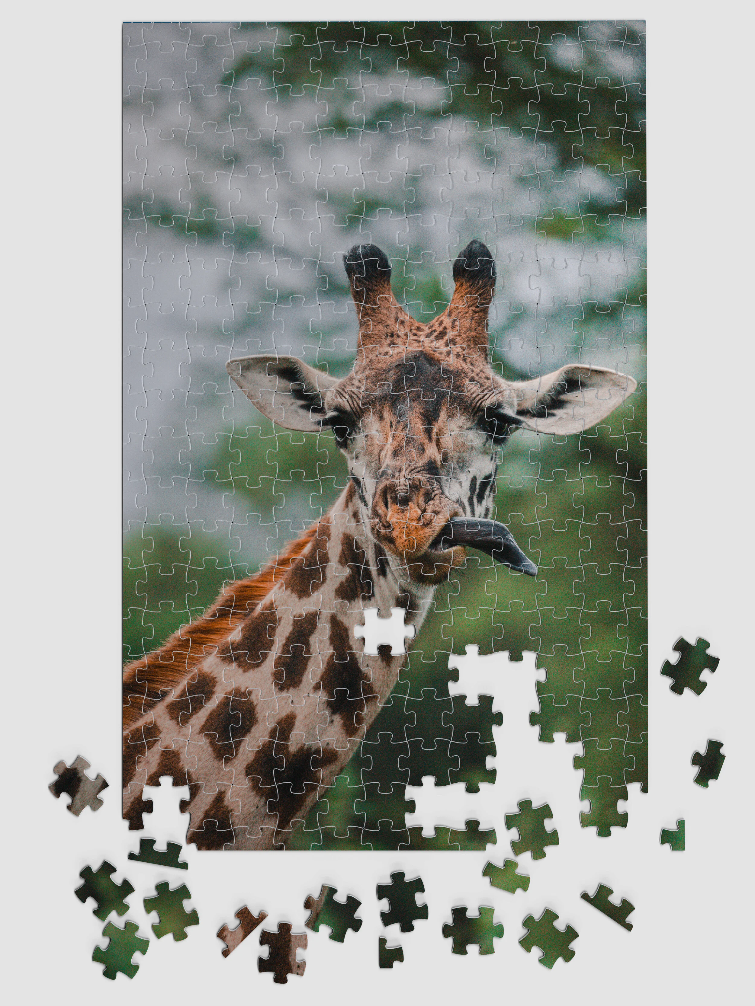 Africa_Giraffe_02.jpg