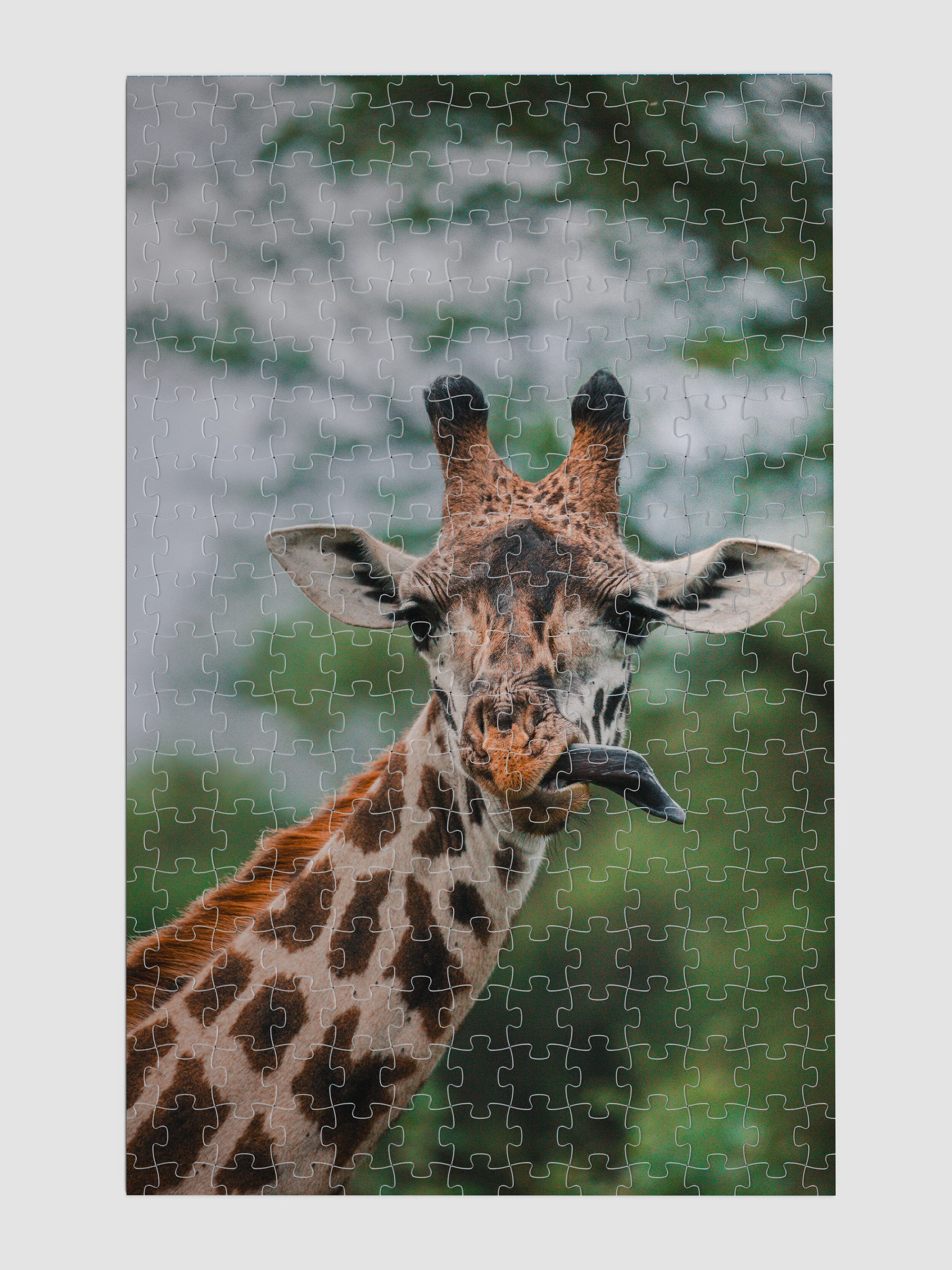 Africa_Giraffe_01.jpg