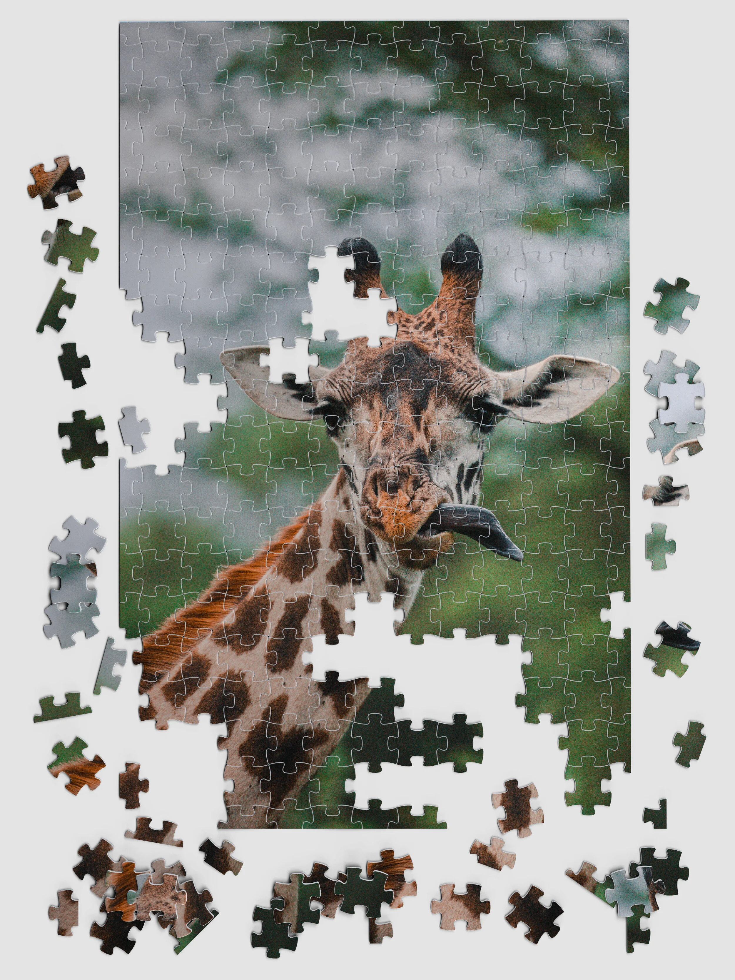 Africa_Giraffe_03.jpg