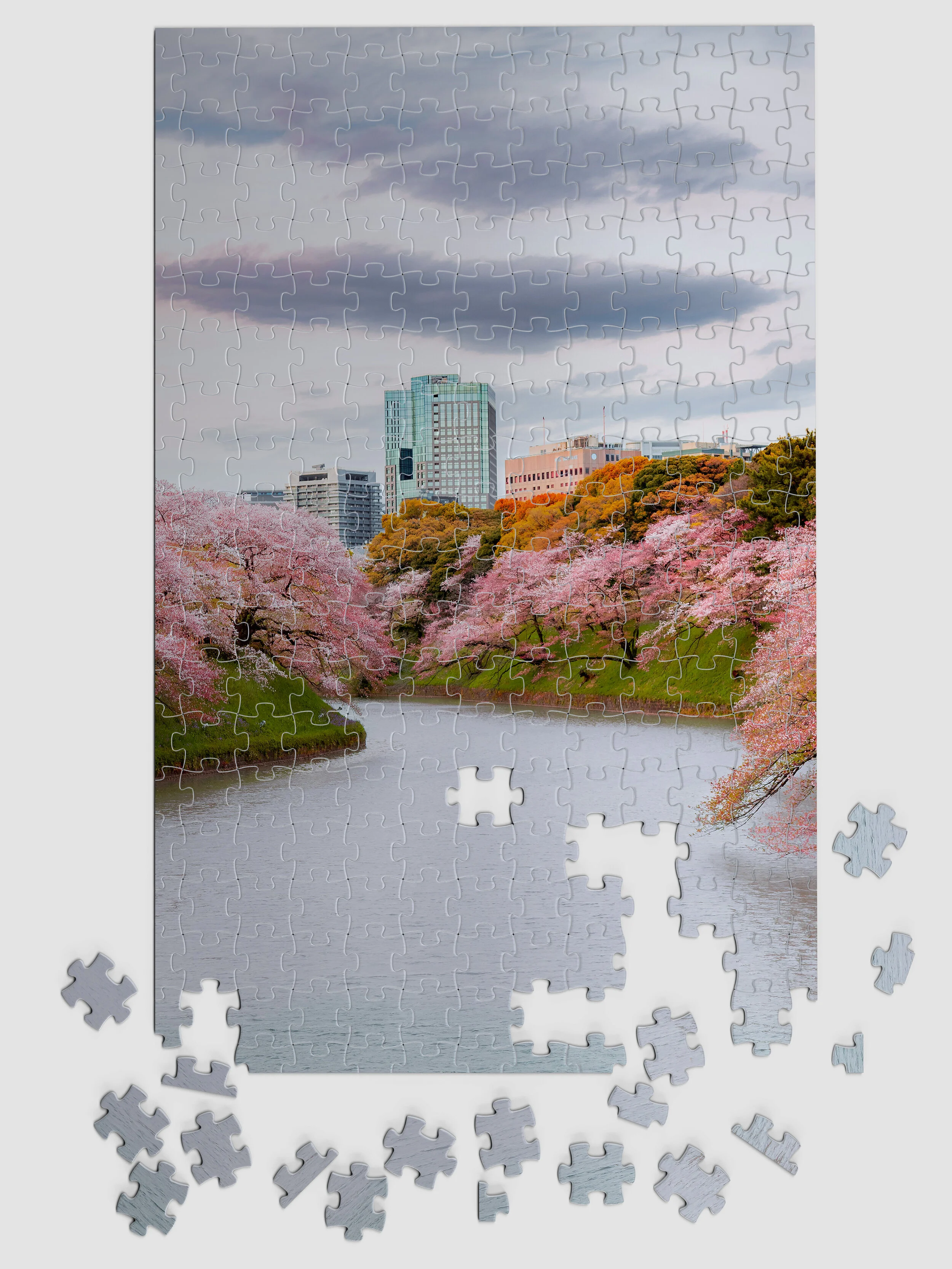 Japan_Cherry_02.jpg