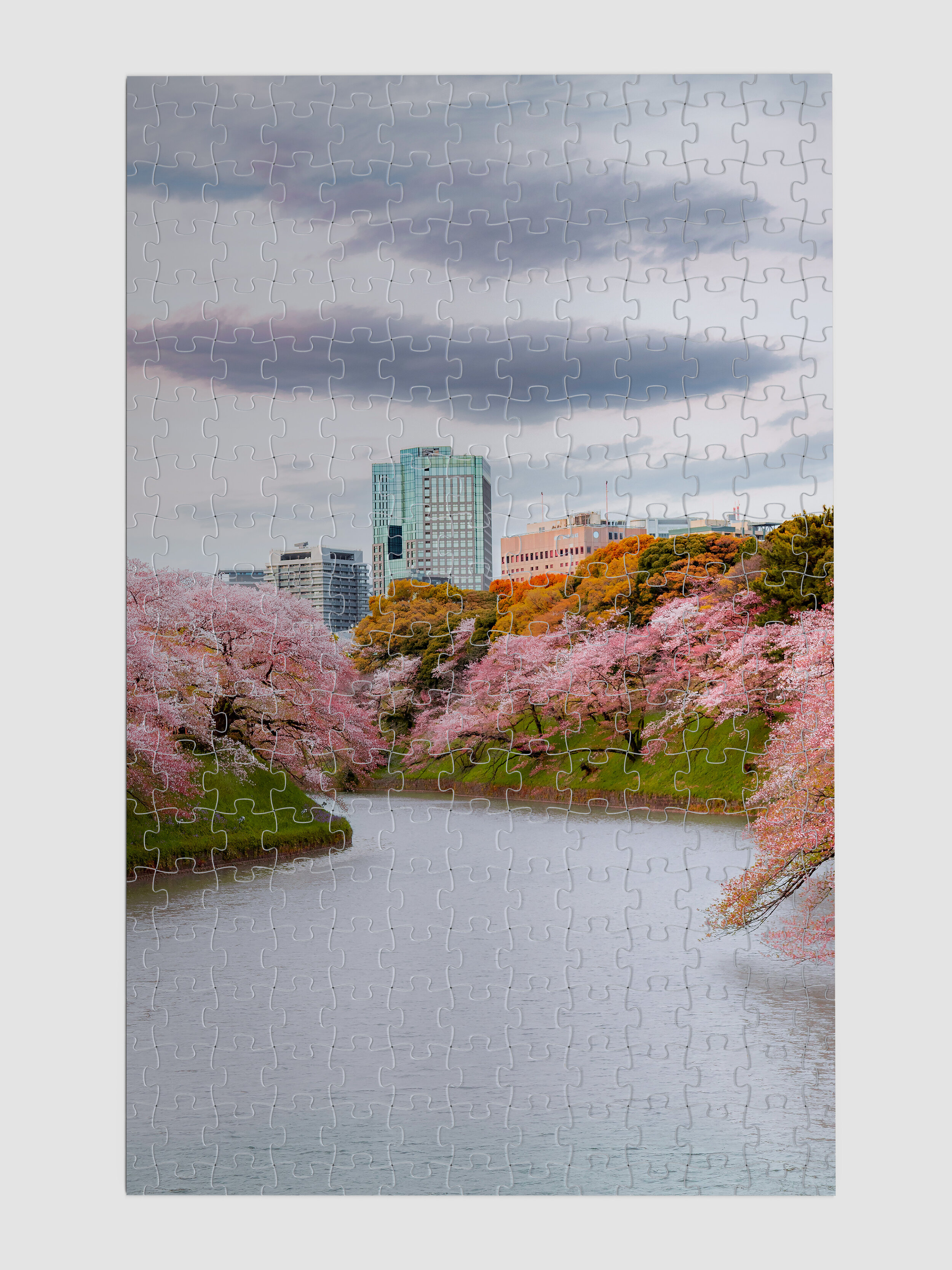 Japan_Cherry_01.jpg