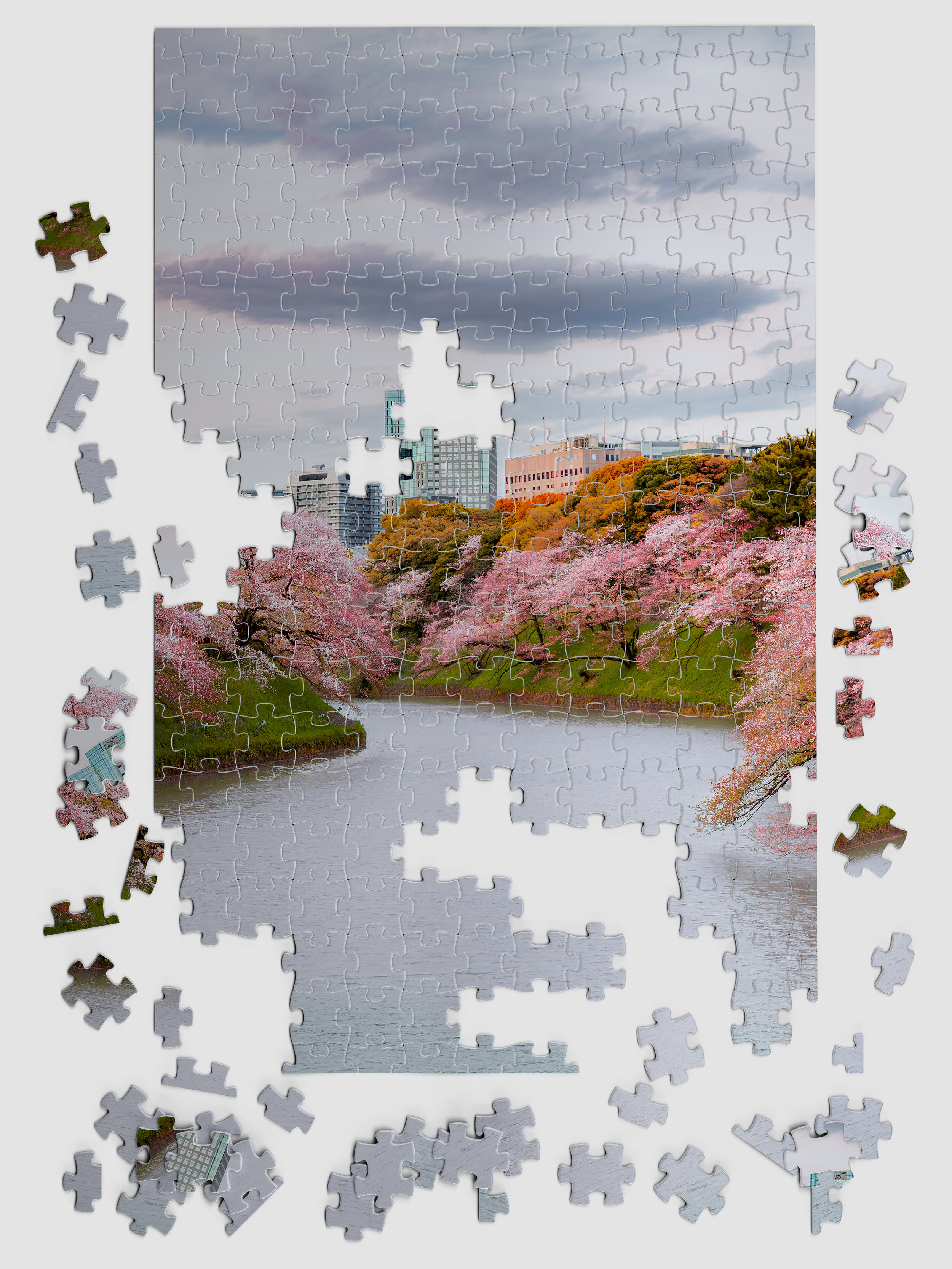 Japan_Cherry_03.jpg