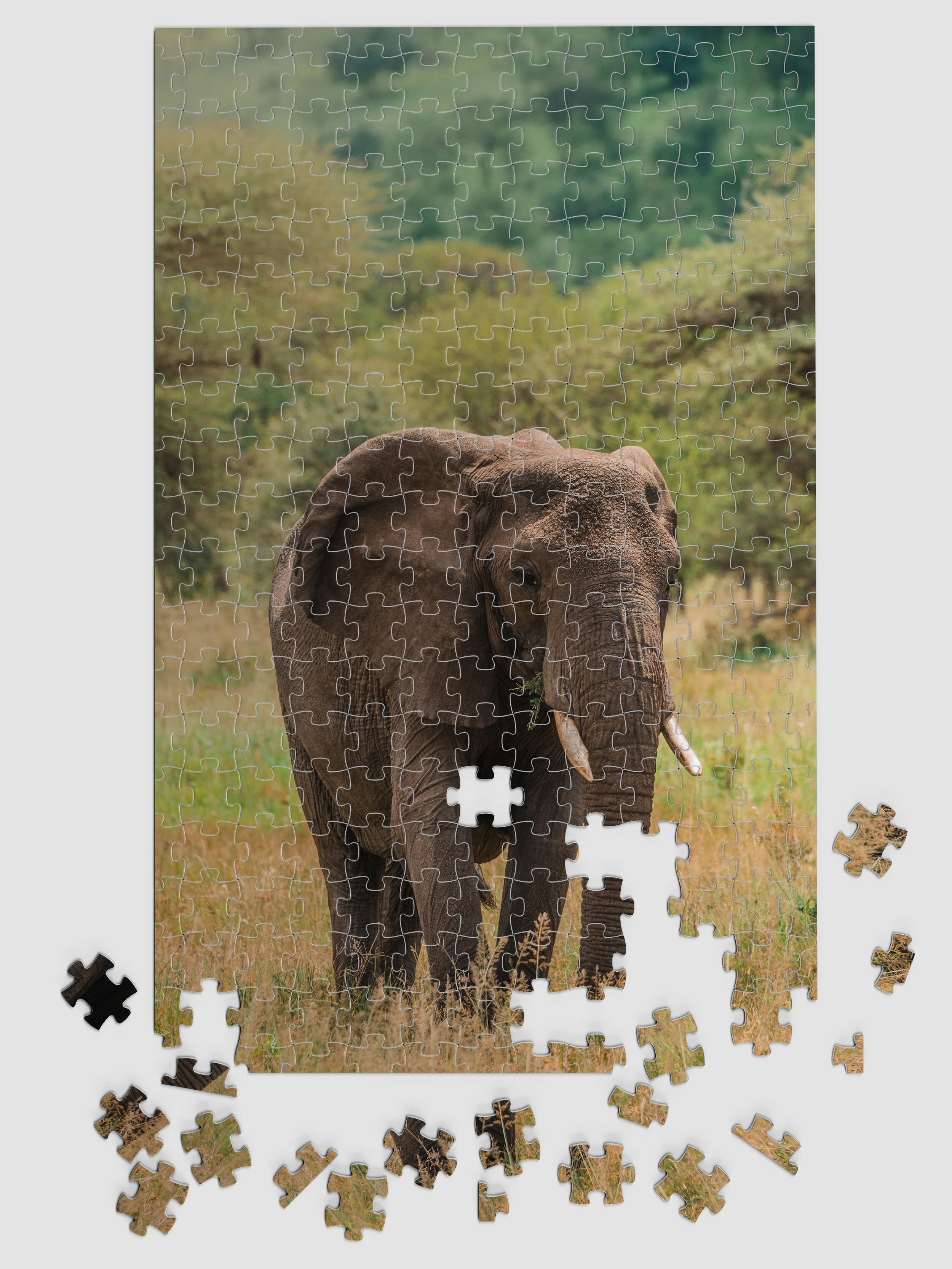 Africa_Elephant_02.jpg