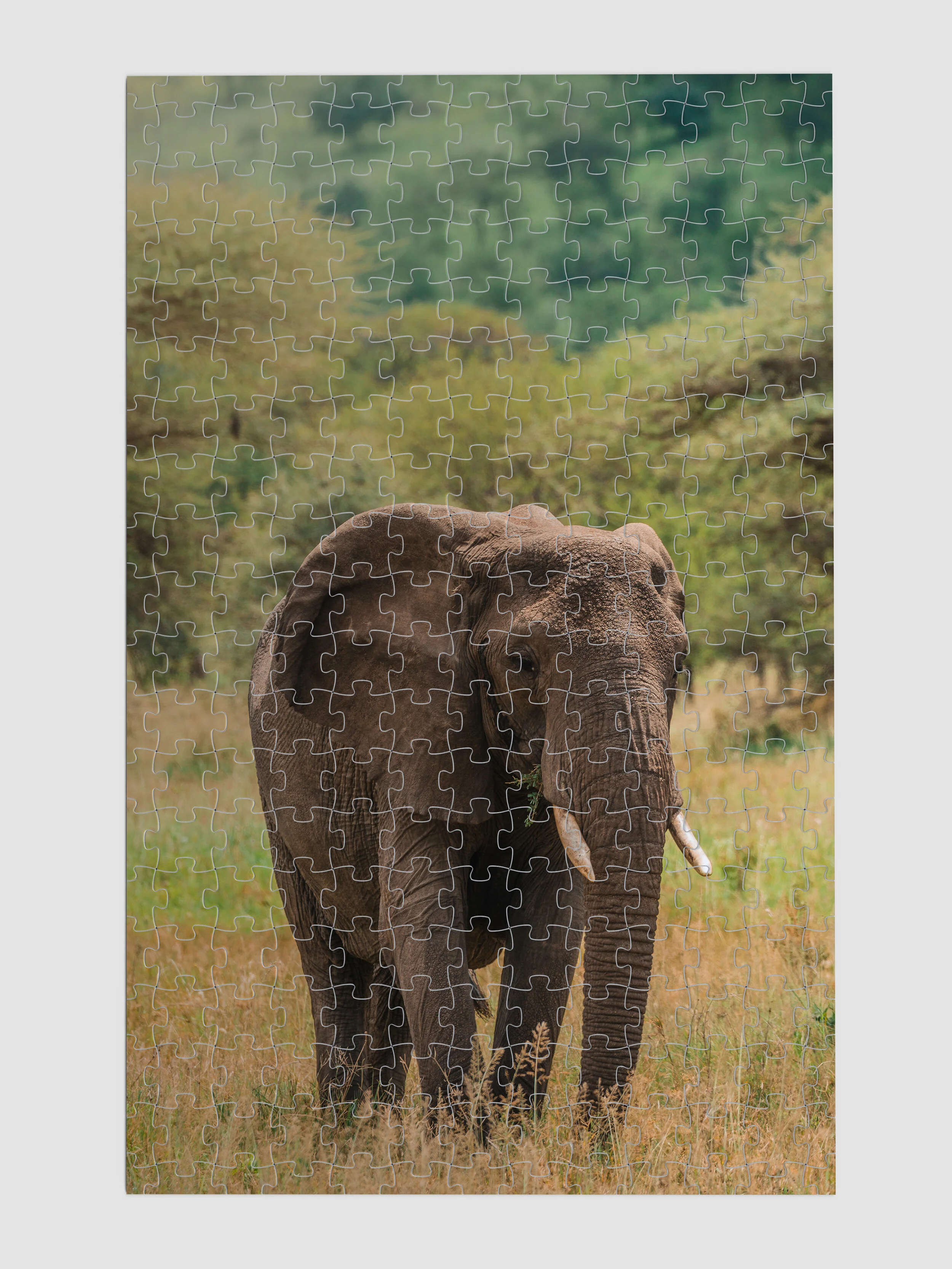 Africa_Elephant_01.jpg