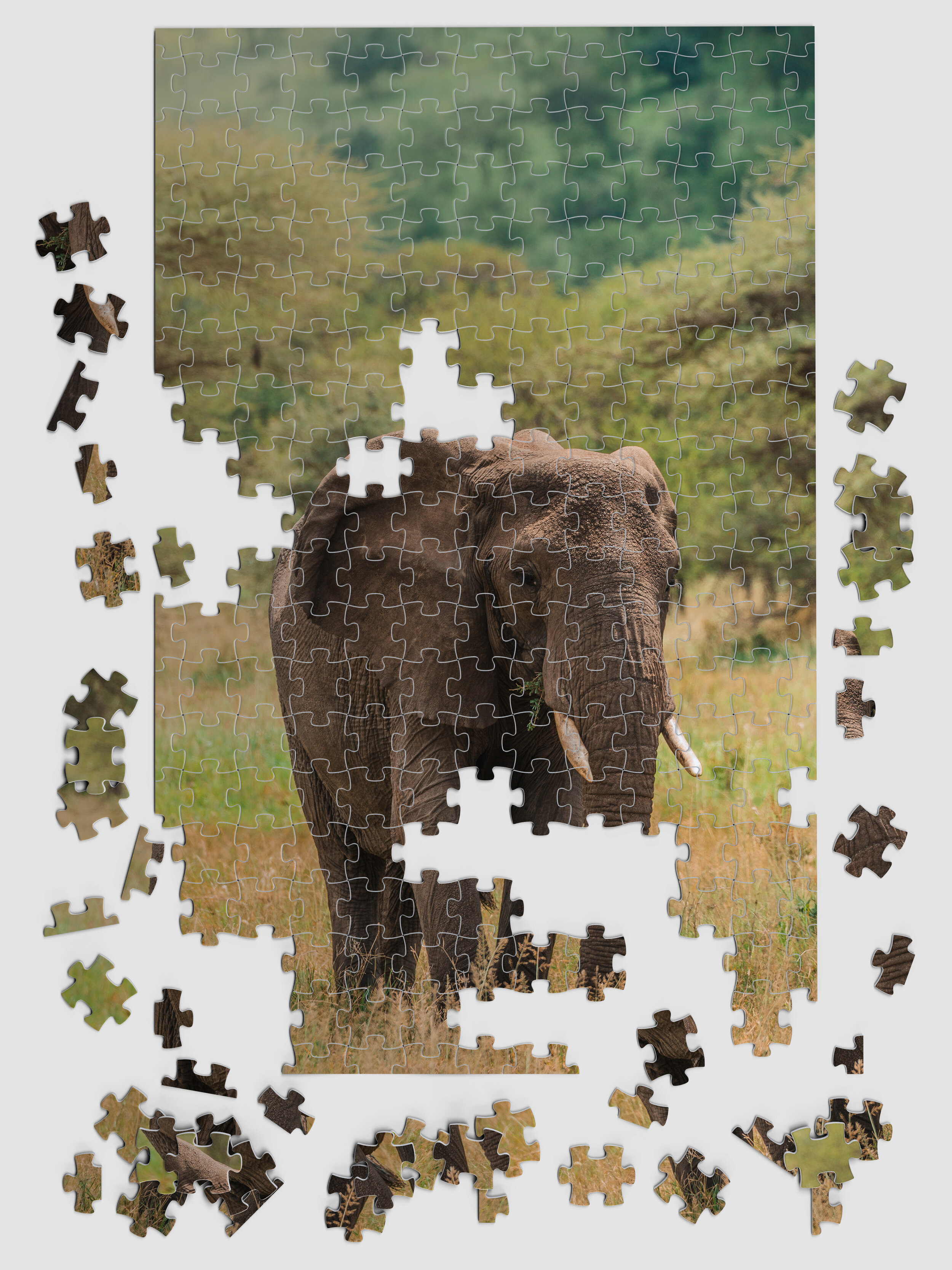 Africa_Elephant_03.jpg