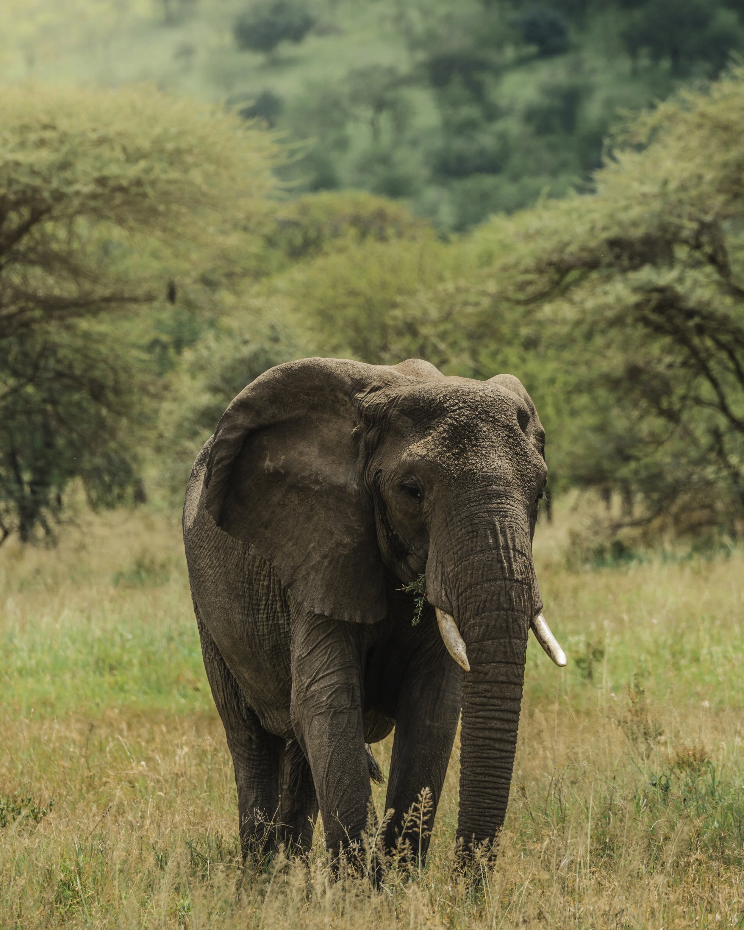 Africa_Elephant.jpg